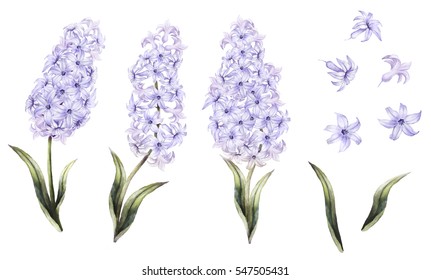 Set vintage watercolor elements of blue hyacinth, garden collection, flower, leaves, illustration isolated on white background, leaf