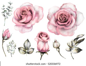 Set vintage watercolor elements of pink rose, collection garden flowers, leaves, illustration isolated on white background, eucalyptus, herbs. bud and leaf