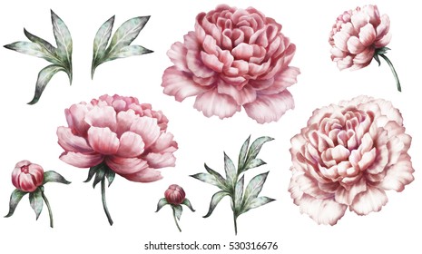 Set vintage watercolor elements of pink peonies, collection garden flowers, leaves, illustration isolated on white background. bud and leaf, peony
