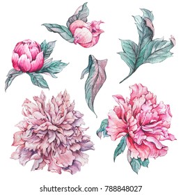 Set of vintage watercolor pink flowers peonies, leaves, branches, watercolor illustration isolated on white background, natural design elements