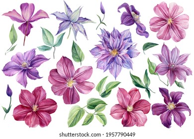 Set Violet Flowers. Clematis Flower On An Isolated White Background. Watercolor Illustration. Floral Clipart. 