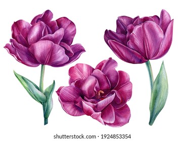 1,516,927 Flowers tulips Images, Stock Photos & Vectors | Shutterstock