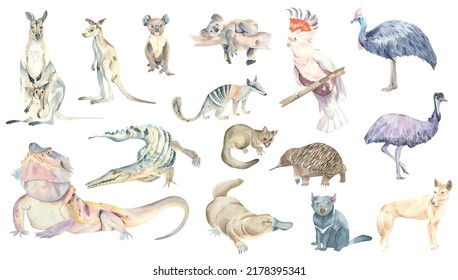 Set of watercolor animals of Australia: kangaroo, koala, wild dog dingo, parrot cockatoo inca, echidna, narrow-nosed crocodile, platypus, emu, marsupial anteater, helmeted casso