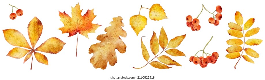 Set of watercolor autumn leaves isolated on white background. Hand painted watercolor illustration.