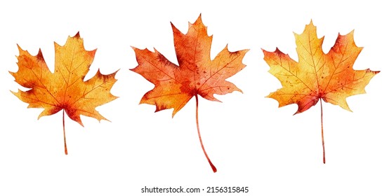 Set Of Watercolor Autumn Maple Leaves Isolated On White Background. Hand Painted Watercolor Illustration.