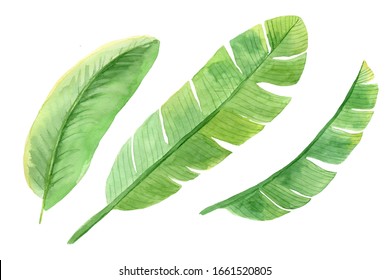 Set Of Watercolor Banana Leaves