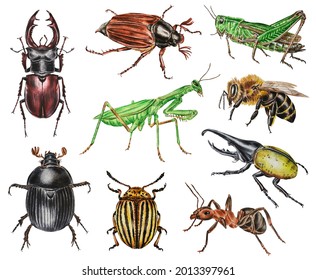 Set of watercolor beetles. Hercules beetle, dung beetle, Colorado beetle, deer, may beetle, grasshopper, praying mantis, bee, ant. Hand drawn. 