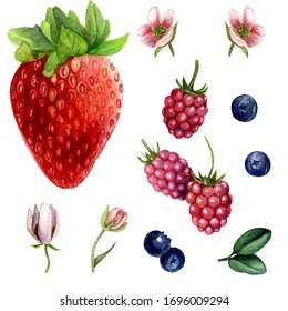 Set Of Watercolor Berries Isilated On White Background