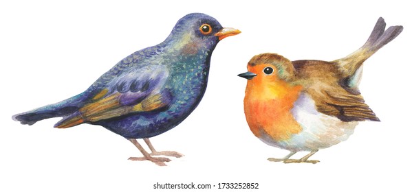 set watercolor birds isolated white  robin   blackbird hand painted illustration
