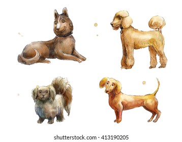 Set Of Watercolor Brown Dogs. Hand Drawn Sketch Of Husky, Poodle, Dachshund, Pekingese.