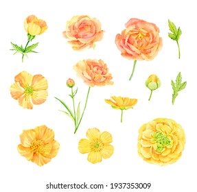 Set of watercolor buttercups on a white background. Yellow summer flowers. Template for printing on paper, textiles