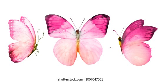 Set with watercolor butterflies , isolated on white