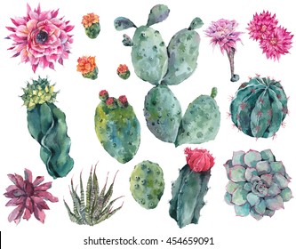 Set of watercolor cactus, succulent, flowers, twigs, isolated watercolor illustration on white Natural watercolor summer design floral elements, botanical collection in boho style