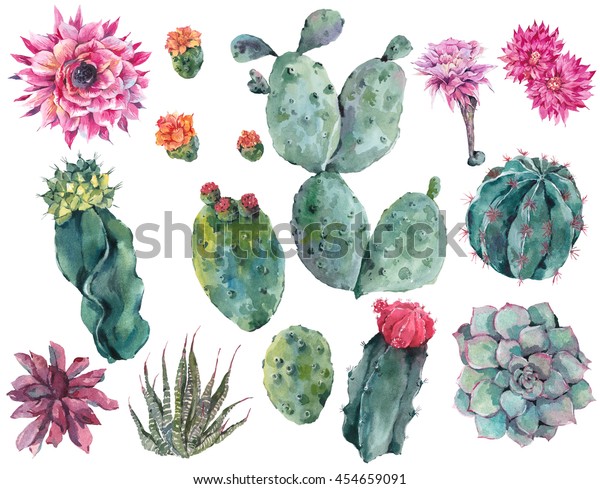 Set\
of watercolor cactus, succulent, flowers, twigs, isolated\
watercolor illustration on white Natural watercolor summer design\
floral elements, botanical collection in boho\
style