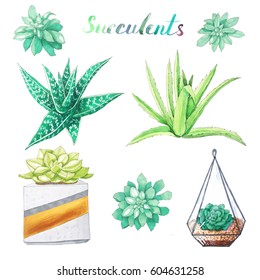 Set of watercolor different succulents and plants on white backdrop. Hand painted exotic colorful succulent in the pot, florarium, agave and aloe flower