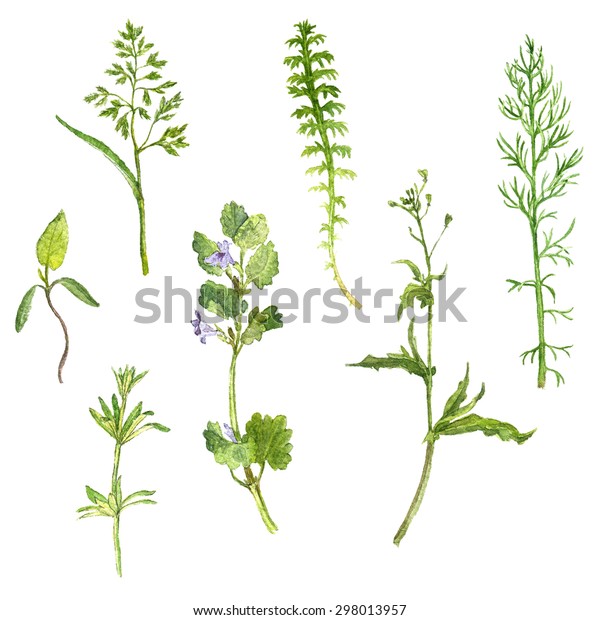 野草 草葉を描く水彩画セット 野草 ビンテージ風の植物イラスト 分離型カラー花柄 手描きの画像 のイラスト素材