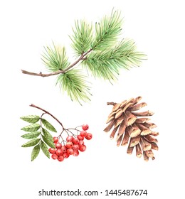 Set Of Watercolor Drawings Branch Of Pine, Pine Cone And Rowan Bush