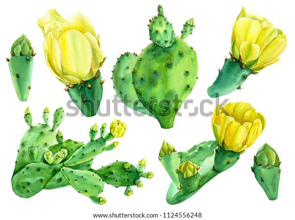 水彩画 夏の花と植物 サボテン 手描き 植物イラスト のイラスト素材