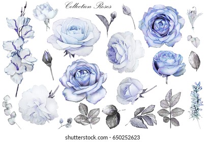 Set watercolor elements of blue rose, collection garden and wild flowers, leaves, branches, illustration isolated on white background, eucalyptus, bud