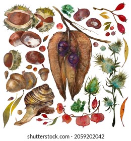 Set of watercolor elements, dried flowers and chestnuts, snail and acorn, physalis, burdock, various berries and autumn leaves
