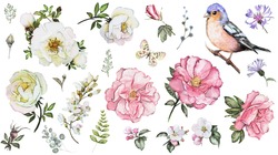 Set Watercolor Elements Of Flower Rose, Collection Garden And Wild Flowers, Leaves, Branches, Illustration Isolated On White Background, Bird - Finch, Butterfly, Pink  Bud