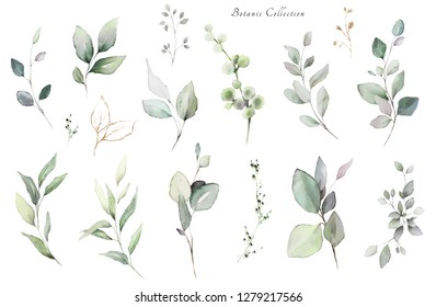 Set watercolor elements -  herbs, leaf. collection, eucalyptus.  illustration isolated on white background,  leaf. Botanic