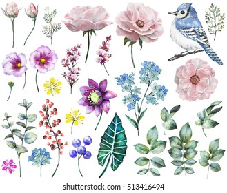 Set Watercolor Elements Of Rose, Collection Garden And Wild Flowers, Leaves, Branches Flowers, Illustration Isolated On White Background, Eucalyptus, Bird, Blue Jay, Bud, Me-nots, Exotic Leaf, Berry