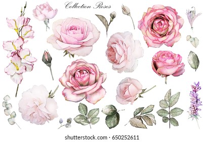 Set Watercolor Elements Of Rose, Collection Garden And Wild Flowers, Leaves, Branches, Floral Illustration Isolated On White Background, Eucalyptus, Bud, Flower Rose
