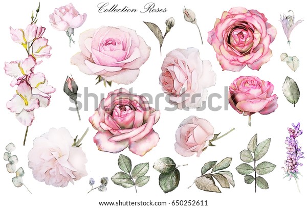 白い背景にバラの水彩エレメント 収集庭園 野生の花 葉 枝 花柄イラスト ユーカリ 蕾 フラワーバラ のイラスト素材