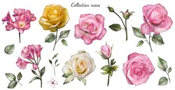 Set Watercolor Elements Of Roses, Collection Garden Pink, Yellow Flowers, Leaves, Branches, Botanic  Illustration Isolated On White Background.  Bud Of Flowers