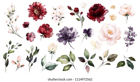 Set watercolor elements of roses collection garden red, burgundy flowers, leaves, branches, Botanic  illustration isolated on white background.  bud of flowers
