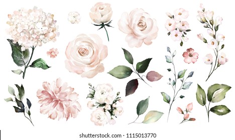 Set Watercolor Elements Of Roses, Collection Garden Flowers, Leaves, Branches. Botanic  Illustration Isolated On White Background.  Wedding Floral Design