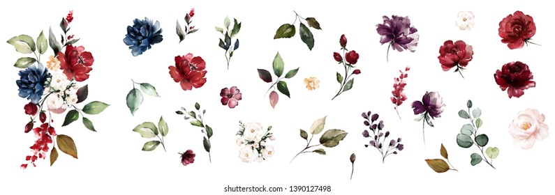Set watercolor elements of roses collection garden red, burgundy flowers, leaves, branches, Botanic  illustration isolated on white background. 