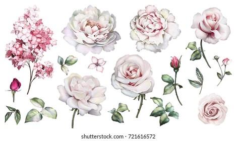 Set watercolor elements of roses, peonies collection garden pink flowers, leaves, branches, Botanic  illustration isolated on white background.  bud of roses