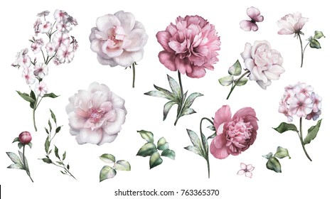 Set watercolor elements of roses, peonies collection garden pink flowers, leaves, branches, Botanic  illustration isolated on white background.  bud of flowers