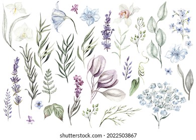 Set Of Watercolor Eucalyptus Leaves, Herbs, Branches, Wildflowers,  Orchid. Botanical Clipart. Floral Design Elements. Illustration