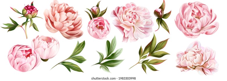 A set of watercolor floral elements. Peony flower, burgundy, dark pink, green leaves. Wedding concept-flowers. Flower poster, invitation.Composition for the design of a greeting card or invitation
