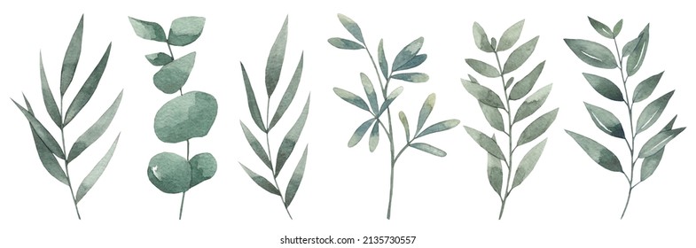 Set Of Watercolor Floral Illustrations - Collection Of Green Leaves, For Wedding Stationery, Congratulations, Wallpaper, Fashion, Background. Eucalyptus, Olive, Green Leaves, Etc.
