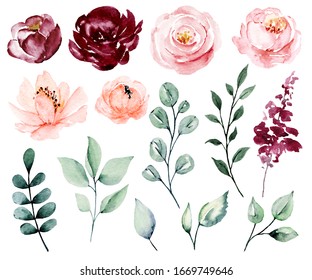 Set watercolor flowers blossom, hand drawing, floral vintage illustrations with pink and burgundy roses and leaves. For poster, greeting card, birthday, wedding design. Isolated on white. 