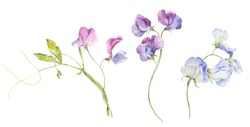 Set Of Watercolor Flowers Of Fragrant Peas On A White Background.
