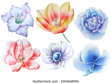 Set With Watercolor Flowers. Gladiolus. Tulip. Rose. Peony. Anemone. Orchid. Hand Drawn.