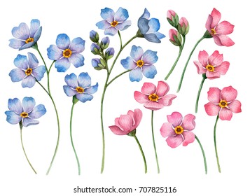 Set of watercolor flowers, hand drawn illustration of blue and pink forget-me-nots, floral  elements for greeting and invitation cards isolated on a white background. 