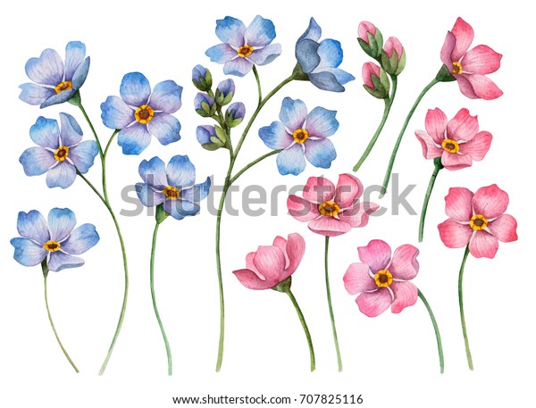 白い背景に水彩の花のセット 青とピンクの忘れ物の手描きのイラスト