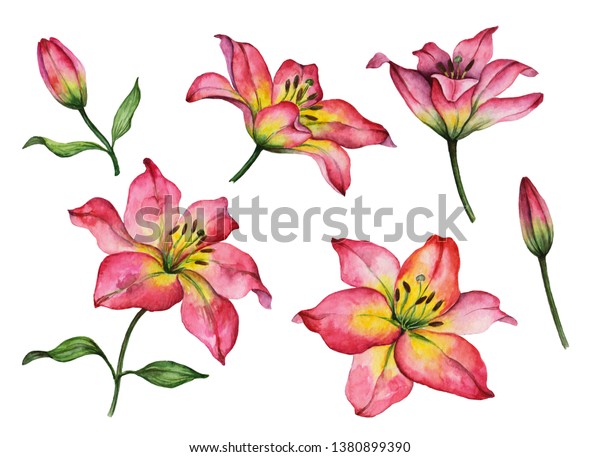 白い背景に水彩の花のセット 手描きの赤いユリのイラスト 明るい花柄のエレメント のイラスト素材