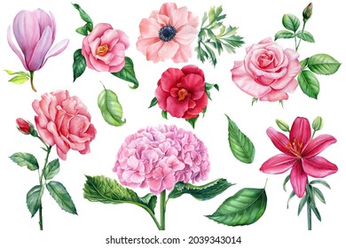 Set of watercolor flowers and leaves, pink hydrangea, rose, magnolia, camellia and anemone, botanical illustration