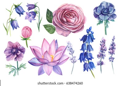 Set of watercolor flowers on isolated background. anemone, bells, lavender, 
lotus, rose flower