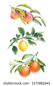 Set Of Watercolor Fruit Tree Branches Leaves And Blossoms. Peach, Orange And Lemon.