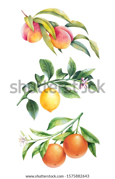 Set Watercolor Fruit Tree Branches Leaves Stock Illustration 1575882643