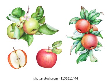 Set of watercolor hand drawn apple tree branch with apples and leaves isolated on white background