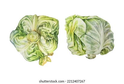 Set Watercolor Head Cabbage Isolated On White Background. Hand-drawn Vegetable Meal For Vegan Or Vegetarian. Ingredient For Cooking Salad. Clipart For Cookbook Kitchen Or Cafe Menu. Wallpaper.